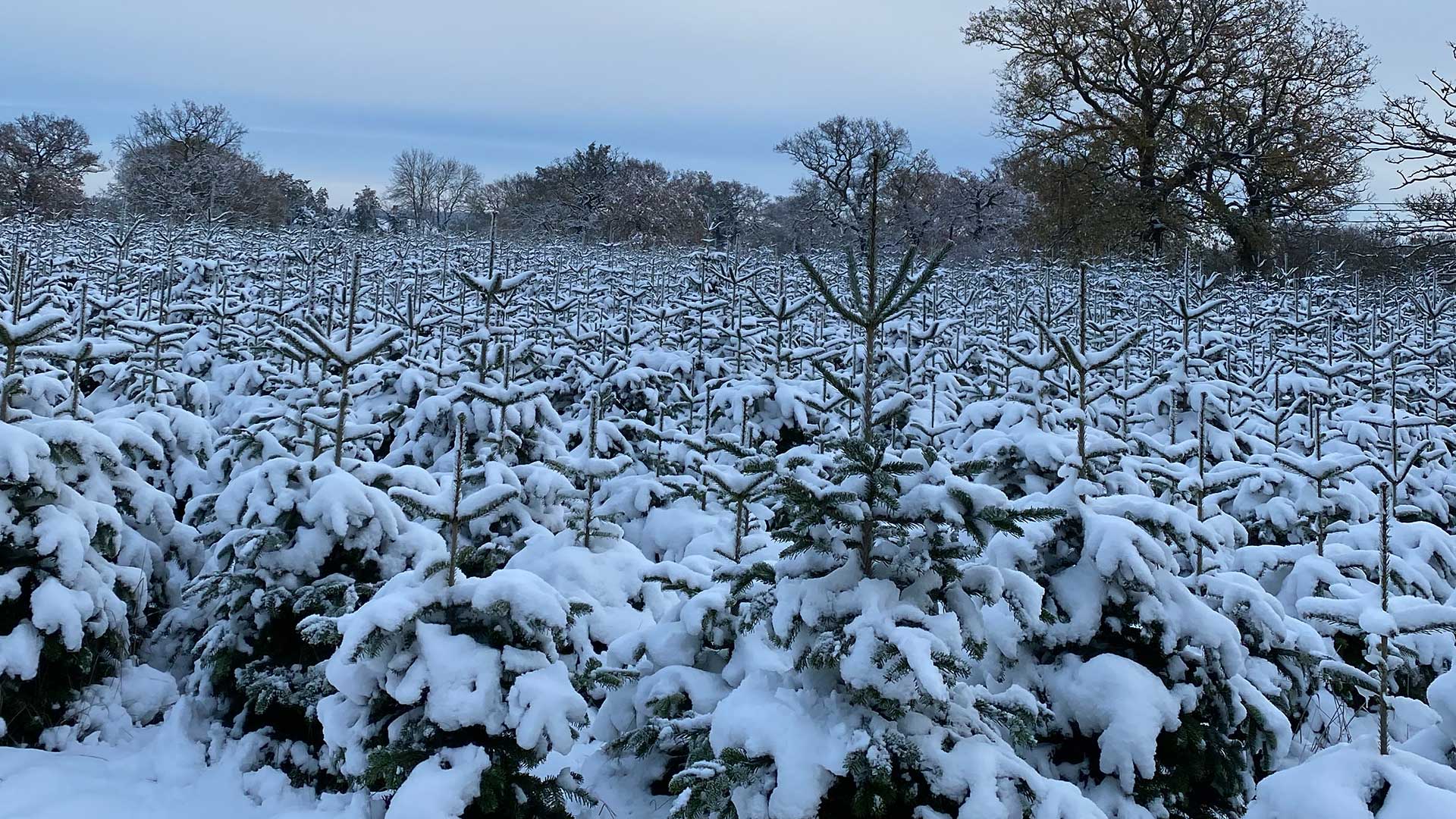 Theydon Christmas Trees farm in Essex