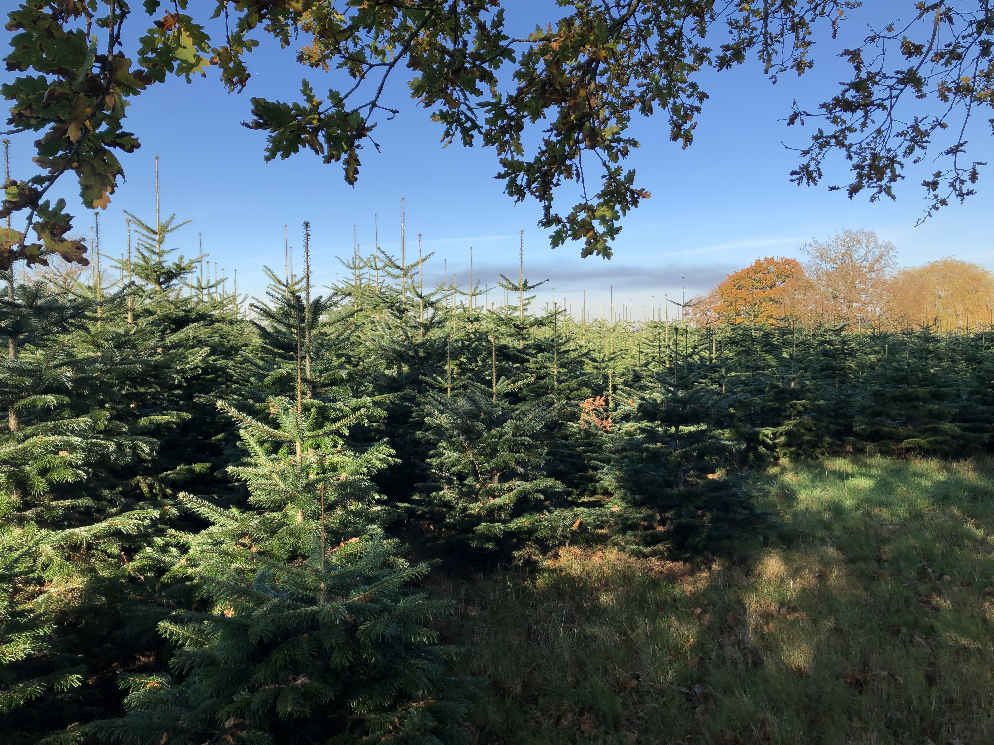 Premium Christmas tree farm