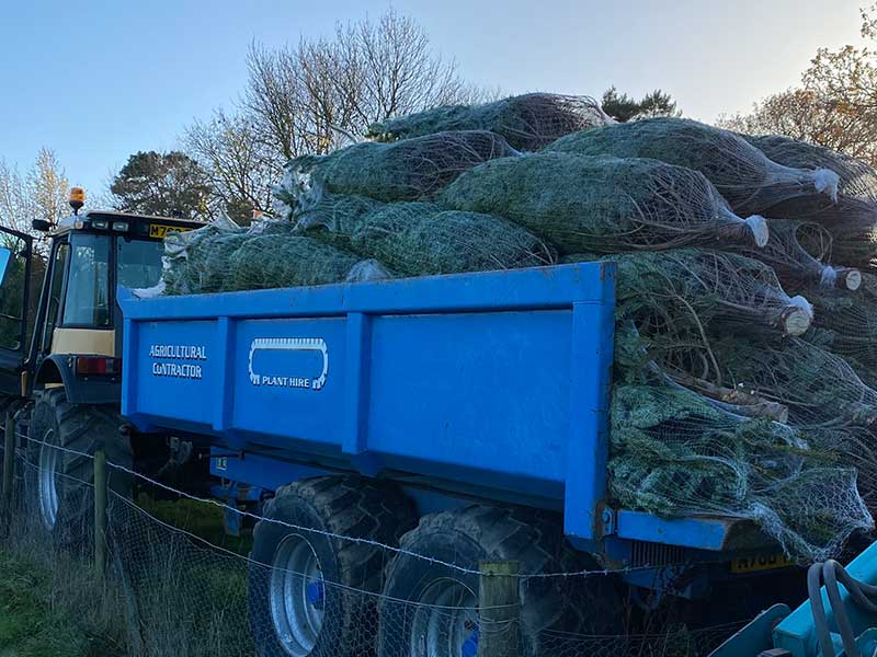 Christmas tree farming excellence - maintaining standards through all conditions