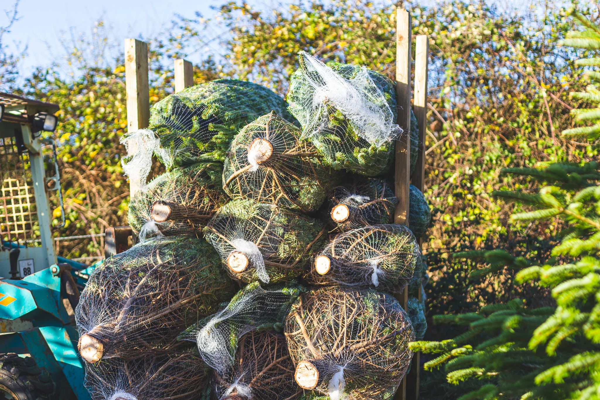 Premium Christmas trees ready for wholesale