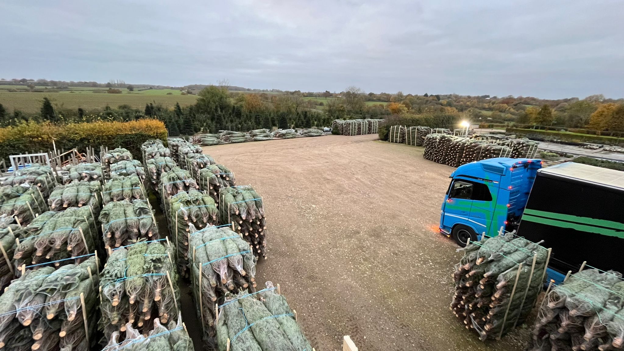 10ft–20ft Nordmann Fir Christmas Trees ready for wholesale delivery